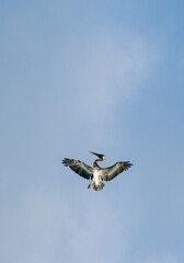 Obraz premium view of a big pelican with open wings ready to dive in the ocean to fish