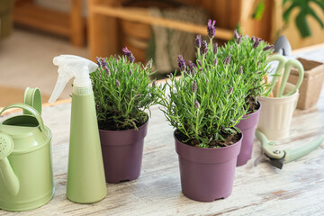 Lavender flowers with gardening tools on table in room, closeup