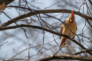 Female northern cardinal perched in a bare tree.