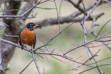 Closeup of an American robin perched in a bare tree.