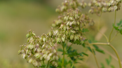 close up of grass