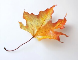 Single, autumnal maple leaf, vibrant orange-yellow hues, intricate venation, delicate stem, isolated against white background