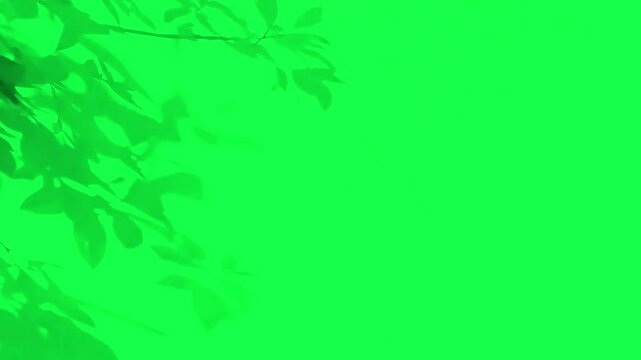 Moving leaves shadow animation, transparent 4K video, green screen