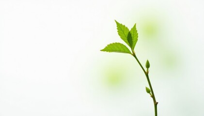 Single, delicate sapling against pure white backdrop , sprout, fresh