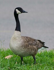 Goose