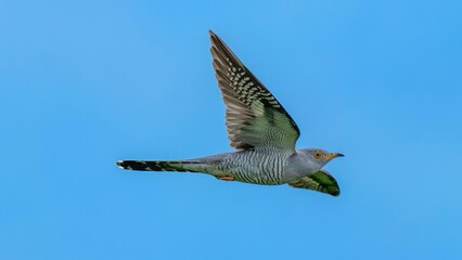 青い山並みをバックに颯爽と飛ぶカッコウの飛翔シーン