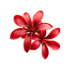 Two Red Flowers on Black Background on transparent background