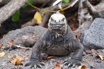 Galapagos Marine Iguana  