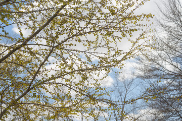 spring tree with tender folidage on a cloudy blue sky day