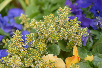 variegated thymus citriodorus, commonly known as lemon thyme or citrus thyme, is a fragrant...