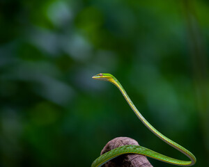 The image captures a slender, bright green snake perched on a rough, textured branch. The snake's...