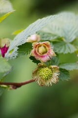 Salmonberry (Rubus spectabilis)