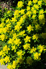 Cushion spurge (Euphorbia epithymoides)