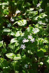 Herb robert (Geranium robertainum)