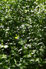 Herb robert (Geranium robertainum)