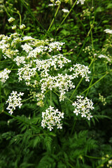 Japanese Hedge Parsley (Torilis Japonica)