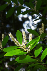 Cherry Laurel (Prunus laurocerasus)