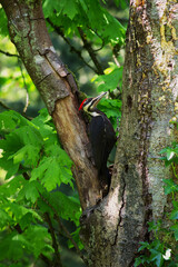 Pileated woodpecker (Dryocopus pileatus)