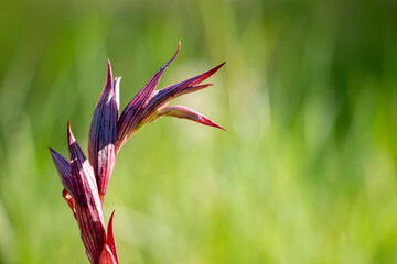 A long-lipped serapias or plow-share serapias isolated on green meadow. Copy space. Orchid flower. Serapias vomeracea.