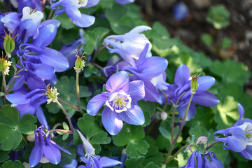 クモマオダマキ