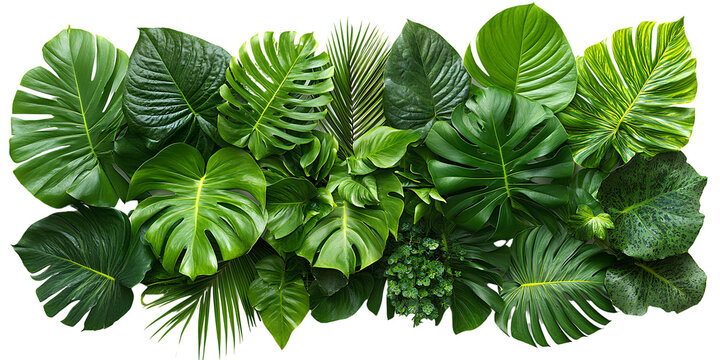 A bunch of tropical leaves, such as monstera and palm leaves, on a transparent background