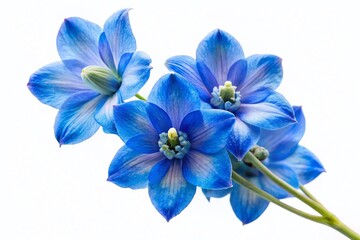 Stunning Blue Delphinium Flower, Isolated White Background - High-Resolution 3D Render