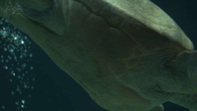 Sea Turtle Swimming at night