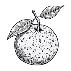  Hand Drawn Black and White Citrus Sketch.