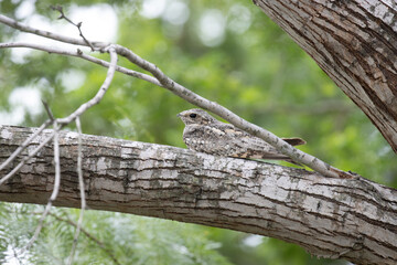 Common Nighthawk camouflaging on a branch