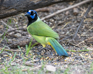 Green Jay on a forest floor.