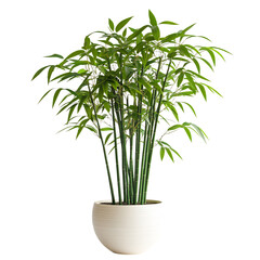 A Decorative Potted Bamboo Plant with Tall Slender Stems Isolated on Transparent Background