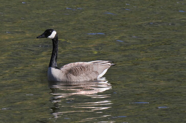 Canadian Goose at Cheam Lake Wetlands Regional Park during a spring season in Rosedale, Fraser Valley, British Columbia, Canada