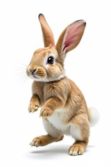Obraz premium Happy bunny hopping on white background, long ears, fluffy tail, background, photography, white background