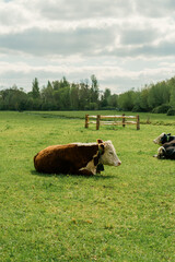 Cow Grazing Peacefully in a Green Outdoor Park