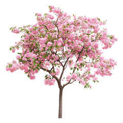 Fototapeta premium Pink Cherry Blossom Tree on Transparent Background, Spring Bloom