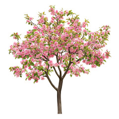 Pink Flowering Crabapple Tree on Transparent Background