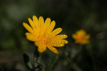 Flor amarilla con gotas de rocio