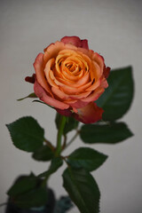 グラデーションカラーのバラ