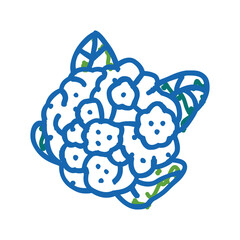 cauliflower cabbage icon doodle illustration
