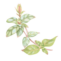 Honeysuckle branch, with green leaves and buds. Elegant hand-drawn watercolor illustration. Perfect for wedding invitations, botanical prints, minimalist home decor, romantic greeting cards. High