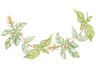 Honeysuckle branch with green leaves and buds. Hand-drawn watercolor natural frame of woodbine. Perfect for wedding invitations, botanical prints, minimalist home decor, romantic greeting cards. High
