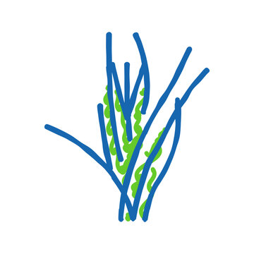 vallisneria spiralis icon doodle illustration