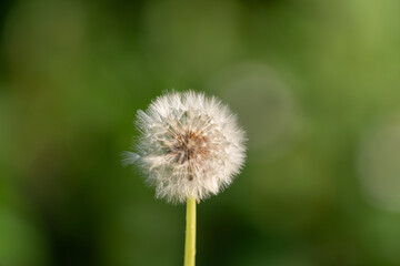 美しいタンポポの綿毛