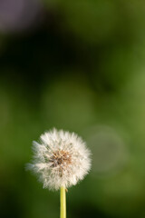美しいタンポポの綿毛