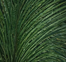 Deep emerald palm leaf, intricate venation, sunlit surface ,  fresh,  tropical rainforest,  jungle