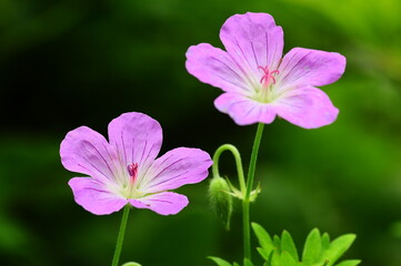 Fototapeta premium 満開のピンクのフウロソウ