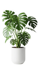 Monstera Plant in white pot, modern houseplant isolated on a transparent background