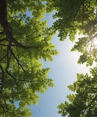 Naklejka premium Sunlight dappled through leaves, canopy overhead, earth, autumn