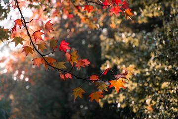 Red autumn maple leaves under the morning sunlight.