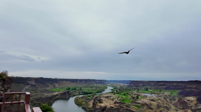 Vulture flying by over the snake river canyon next to the Perrine bridge in Twin Falls Idaho.